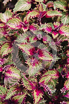 Close up on solenostemon leaf, top view