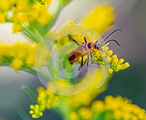 Close up Solidago, commonly called goldenrods with a soldier beetle ,