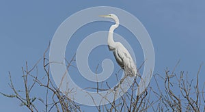 Portrait of a Great Egret on Bare Branches on Blue Sky