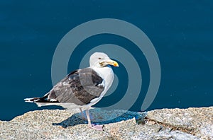 Close up of solitary seagull standing on a rock at the Atlantic ocean