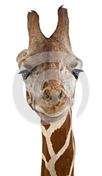 Close-up of a Somali Giraffe facing, Giraffa camelopardalis reticulata