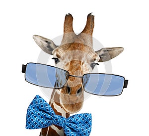 Close up of a Somali Giraffe wearing sunglasses