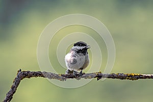 Close up of Sombre tit Poecile lugubris in nature