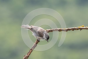 Close up of Sombre tit Poecile lugubris in nature