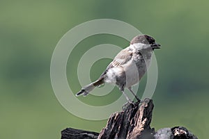 Close up of Sombre tit Poecile lugubris in nature