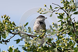 Close up of Sombre tit Poecile lugubris in nature