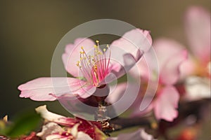 Close-up of some almond blossoms in late winter