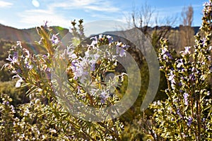 close up of some aromatic purple flowers of a bush called rosemary very used herb in the culinary gastronomy. The flowers of