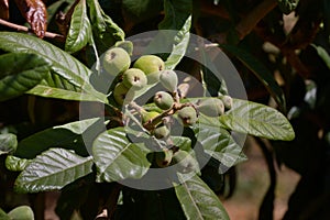 Close-up of some branches with immature fruits of the medlar tree (Eriobotrya japonica