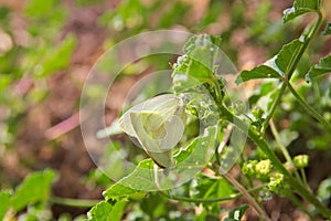 Close-up of some cabbage butterflies Pieris brassicae