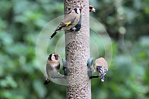 A close up of some finches on a bird feeder