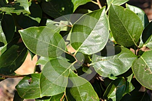 Close-up of some persimmon tree leaves in summer photo