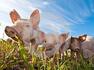 Close up of some pigs