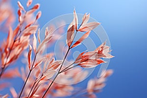 a close up of some pink flowers against a blue sky