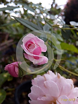 Close-Up of some Pink Rose in Bloom
