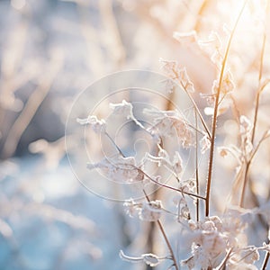 a close up of some plants in the snow with the sun shining in the background