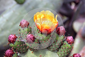 Close-up of some prickly pears cactus blossom flower.