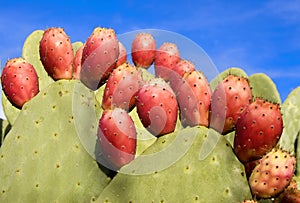 Close-up of some Red Prickly Pears Cactus