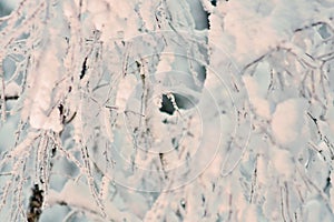 Close-up of some snow-covered tree branches. Deciduous tree like birch tree bare and leafless covered in snow burdens. Beautiful