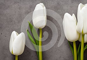 close-up of some white tulips isolated on gray background. flat lay with empty space.