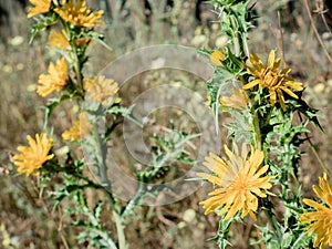 Close-up of some yellow flowers Scolymus hispanicus on a green spiny plant