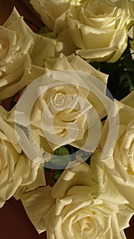 A close-up of some yellow roses from above