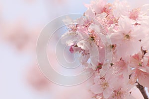 Close-up of Someiyoshino Cherry Blossom Sakura with blur background in spring.