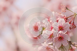 Close-up of Someiyoshino Cherry Blossom Sakura with blur background in spring.