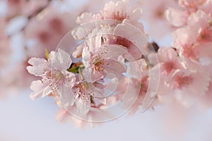 Close-up of Someiyoshino Cherry Blossom Sakura with blur background in spring.