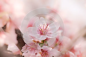 Close-up of Someiyoshino Cherry Blossom Sakura with blur background in spring.