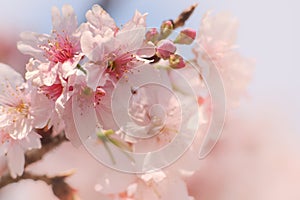 Close-up of Someiyoshino Cherry Blossom Sakura with blur background in spring.