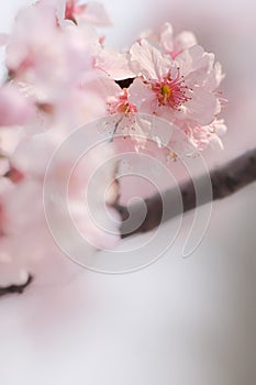 Close-up of Someiyoshino Cherry Blossom Sakura with blur background in spring.