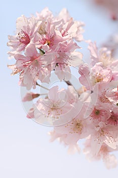 Close-up of Someiyoshino Cherry Blossom Sakura with blur background in spring.