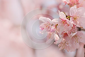 Close-up of Someiyoshino Cherry Blossom Sakura with blur background in spring.