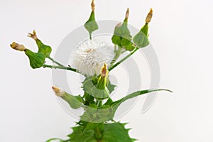 close-up of a Sonchus oleraceus L. plant isolated on white background photo