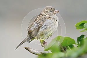 Close-up of a Song Sparrow perched on a branch.