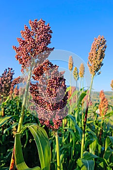 Sorghum field