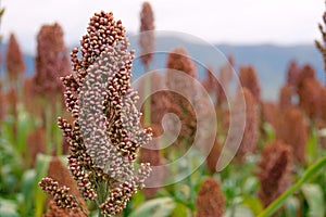 Grain sorghum