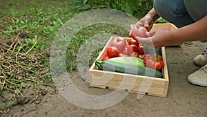 Close-up. Sorting harvested crop of fresh zucchini, ripe juicy tomatoes and cucumbers in eco wooden crate. Eco farming