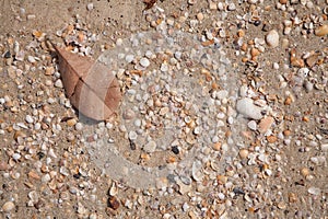 Close up sot of the dry leaf lies on the wet sand with a lot of shells of the sea shore. Background, Texture. Top view.