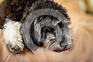 Close up of a soulful black and white cockapoo cavoodle puppy, cockapoos have a sweet nature and are ideal companions