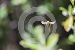 Close Up South African Bee mid flight