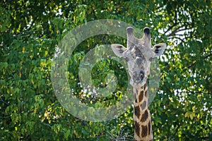 Close-up of South African giraffe in trees