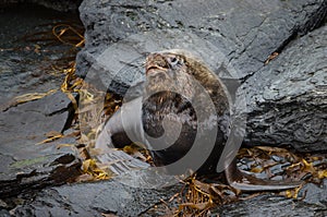 Close-up of a South American Sea Lion bull