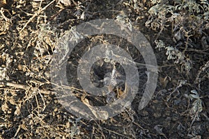 close-up: south russian tarantula hole surrounded by spider web and dry grass in the field