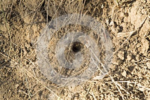 close-up: south russian tarantula hole surrounded by spider web and dry grass in the field