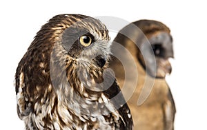 Close-up of a Southern boobook (Ninox boobook) and an Ashy-faced owl (Tyto glaucops) in front of a white background photo