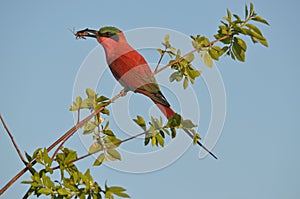 Close-up of southern carmine bee-eater on branch, blue sky