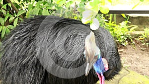 Close up of Southern Cassowary eating food, slow motion, shallow depth of field, bokeh background. Cassowary is the
