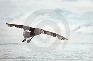 Close up of a Southern Giant Petrel in flight